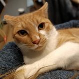 2月15日の千代田店に参加するSONA DORASの保護猫03