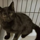 2月15日の千代田店に参加するSONA DORASの保護猫04