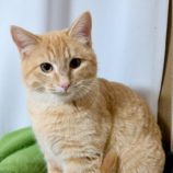 2月15日の千代田店に参加するSONA DORASの保護猫05