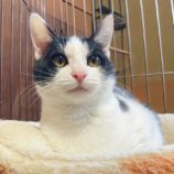 2月15日の千代田店に参加するSONA DORASの保護猫06