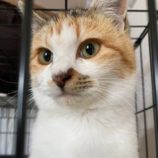 2月15日の千代田店に参加するSONA DORASの保護猫07